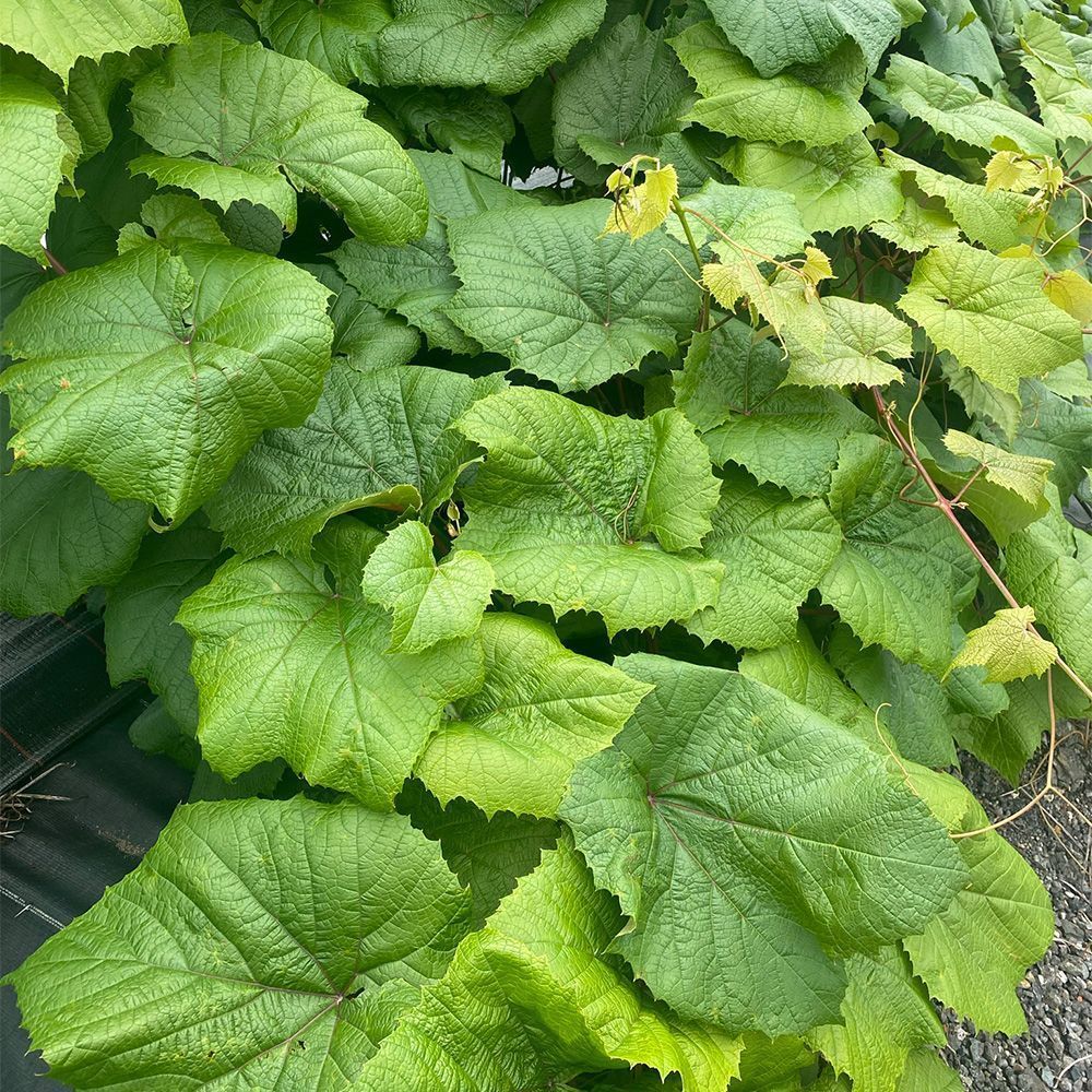 Vitis Coignetiae